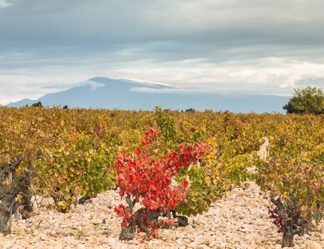 Slavné víno z Jižní Rhony: Châteauneuf-du-Pape